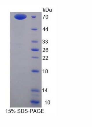 膜联蛋白A9(ANXA9)重组蛋白,Recombinant Annexin A9 (ANXA9)