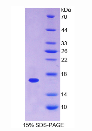 膜联蛋白A3(ANXA3)重组蛋白,Recombinant Annexin A3 (ANXA3)