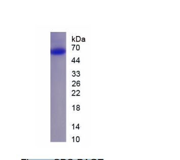 AMPA离子能谷氨酸受体1(GRIA1)重组蛋白,Recombinant Glutamate Receptor, Ionotropic, AMPA 1 (GRIA1)