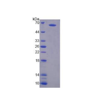 N-甲基-D-天氡氨酸离子能谷氨酸受体2A(GRIN2A)重组蛋白,Recombinant Glutamate Receptor, Ionotropic, N-Methyl-D-Aspartate 2A (GRIN2A)