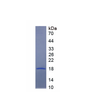 补体成分1q子成分样蛋白1(C1qL1)重组蛋白,Recombinant Complement Component 1, Q Subcomponent Like Protein 1 (C1qL1)