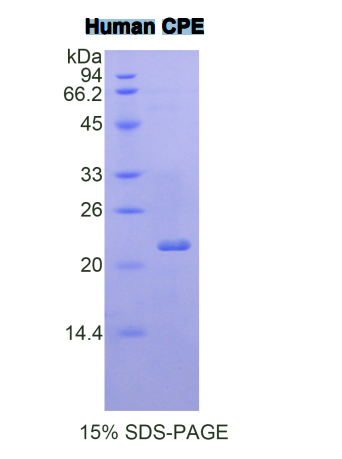 羧肽酶E(CPE)重組蛋白,Recombinant Carboxypeptidase E (CPE)