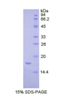 复合素2(CPLX2)重组蛋白,Recombinant Complexin 2 (CPLX2)