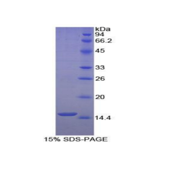 唾液富组蛋白1(HTN1)重组蛋白,Recombinant Histatin 1 (HTN1)