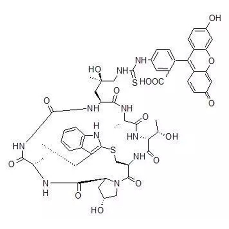 荧光素标记鬼笔环肽,FITC Phalloidin