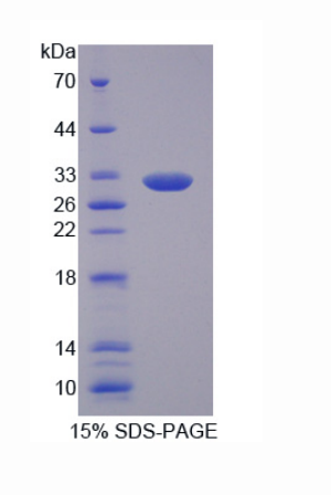 微纖絲關(guān)聯(lián)蛋白4(MFAP4)重組蛋白,Recombinant Microfibrillar Associated Protein 4 (MFAP4)