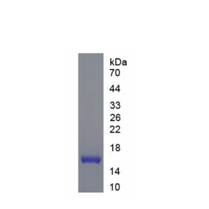再生胰岛衍生蛋白3γ(REG3g)重组蛋白