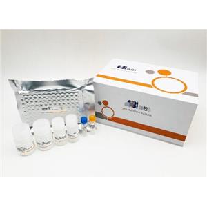小鼠克拉拉细胞蛋白(CC16)Elisa试剂盒