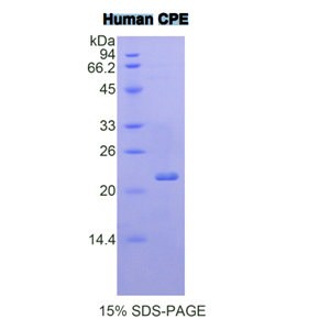 羧肽酶E(CPE)重组蛋白