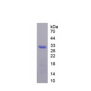 脊椎蛋白1(SPON1)重组蛋白