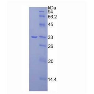 Janus激酶3(JAK3)重组蛋白,Recombinant Janus Kinase 3 (JAK3)