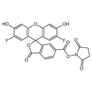 6-OG488琥珀酰亞胺酯；6-OG488活性酯