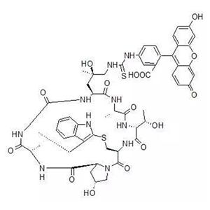 荧光素标记鬼笔环肽,FITC Phalloidin