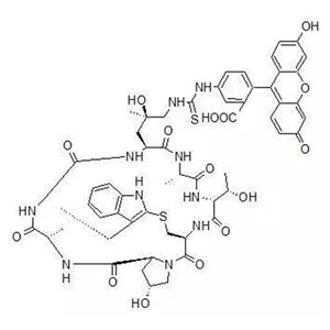 荧光素标记鬼笔环肽