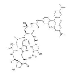 罗丹明标记鬼笔环肽,TRITC Phalloidin