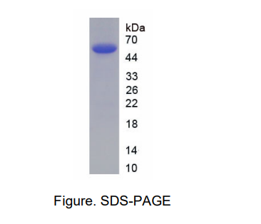 转化受体电位阳离子通道亚家族M成员4(TRPM4)重组蛋白,Recombinant Transient Receptor Potential Cation Channel Subfamily M, Member 4 (TRPM4)