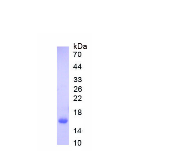 神经肽Y受体Y1(NPY1R)重组蛋白,Recombinant Neuropeptide Y Receptor Y1 (NPY1R)