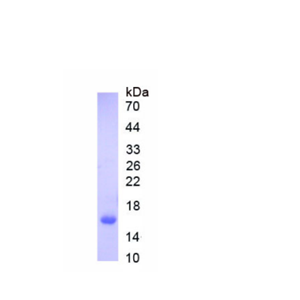 神经肽Y受体Y1(NPY1R)重组蛋白,Recombinant Neuropeptide Y Receptor Y1 (NPY1R)