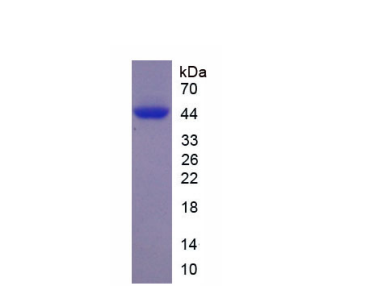 神经肽FF(NPFF)重组蛋白,Recombinant Neuropeptide FF (NPFF)