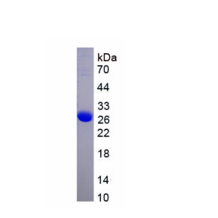 组胺H4受体(HRH4)重组蛋白,Recombinant Histamine Receptor H4 (HRH4)