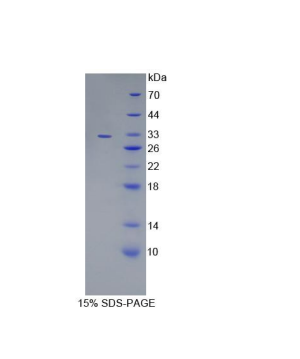 多胺调节因子1结合蛋白1(PMFBP1)重组蛋白,Recombinant Polyamine Modulated Factor 1 Binding Protein 1 (PMFBP1)