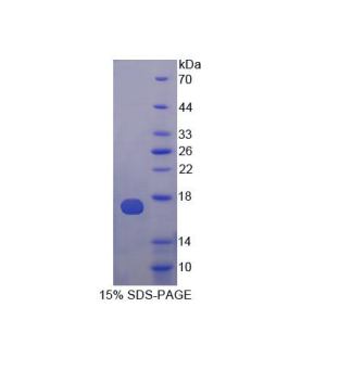 氢/钾离子交换ATP酶α肽(ATP4a)重组蛋白,Recombinant ATPase, H+/K+ Exchanging Alpha Polypeptide (ATP4a)