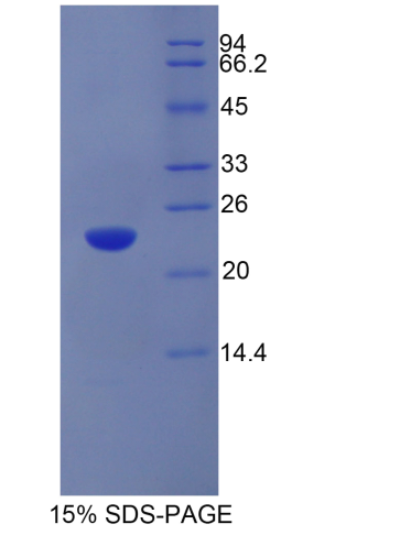 干擾素α10(IFNa10)重組蛋白,Recombinant Interferon Alpha 10 (IFNa10)