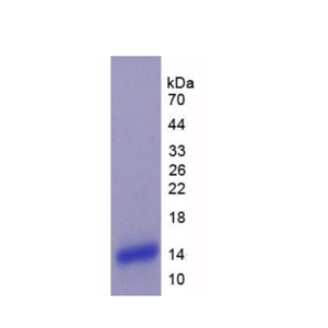 丛状蛋白B1(PLXNB1)重组蛋白