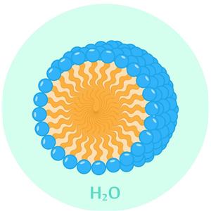 根皮素納米脂質體；水溶性根皮素,Phloretin Nano-Liposome; Water-Soluble Phloretin