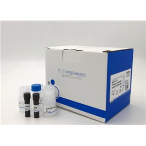 大鼠白介素1受体拮抗剂(IL1Ra)Elisa试剂盒