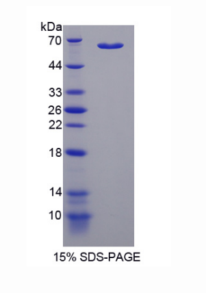 苹果酸脱氢酶1(MDH1)重组蛋白,Recombinant Malate Dehydrogenase 1 (MDH1)