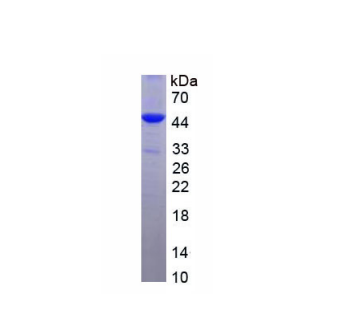 犬尿氨酸-3-单加氧酶(KMO)重组蛋白,Recombinant Kynurenine-3-Monooxygenase (KMO)