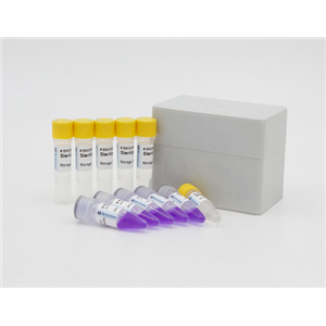 小鼠细小病毒(MVM)Elisa试剂盒,MVM
