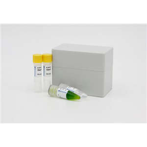 小鼠B病毒(BV)Elisa试剂盒