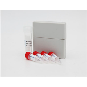 小鼠透明质酸(HA)Elisa试剂盒