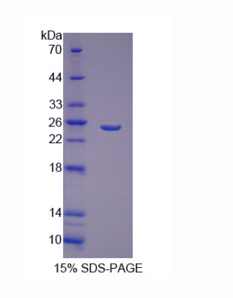 肝再生擴展生長因子(GFER)重組蛋白,Recombinant Growth Factor, Augmenter Of Liver Regeneration (GFER)