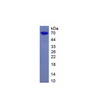 δ样蛋白4(dLL4)重组蛋白