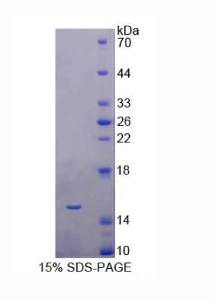 BMP激活素膜结合抑制因子同源物(BAMBI)重组蛋白,Recombinant BMP And Activin Membrane Bound Inhibitor Homolog (BAMBI)