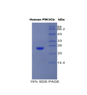 磷酸肌醇-3-激酶催化亚基β肽(PIK3Cb)重组蛋白,Recombinant Phosphoinositide-3-Kinase Catalytic Beta Polypeptide (PIK3Cb)