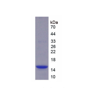 半胱氨酸蛋白酶抑制劑4(CST4)重組蛋白,Recombinant Cystatin 4 (CST4)