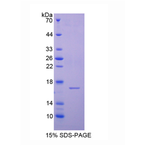 半胱氨酸蛋白酶抑制劑6(CST6)重組蛋白,Recombinant Cystatin 6 (CST6)