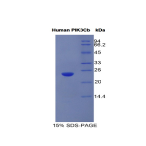 磷酸肌醇-3-激酶催化亚基β肽(PIK3Cb)重组蛋白,Recombinant Phosphoinositide-3-Kinase Catalytic Beta Polypeptide (PIK3Cb)