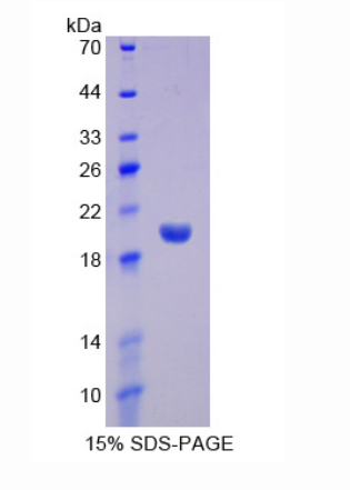 干扰素α13(IFNa13)重组蛋白,Recombinant Interferon Alpha 13 (IFNa13)