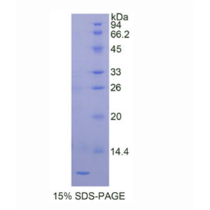 胎盘特异性蛋白9(PLAC9)重组蛋白