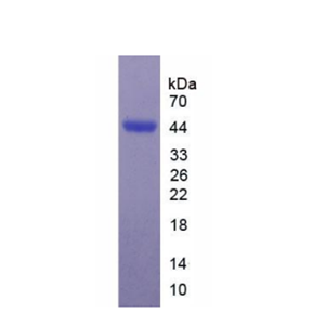 唾液酸结合Ig样凝集素7(SIGLEC7)重组蛋白,Recombinant Sialic Acid Binding Ig Like Lectin 7 (SIGLEC7)