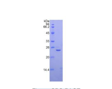 唾液酸结合Ig样凝集素12(SIGLEC12)重组蛋白,Recombinant Sialic Acid Binding Ig Like Lectin 12 (SIGLEC12)