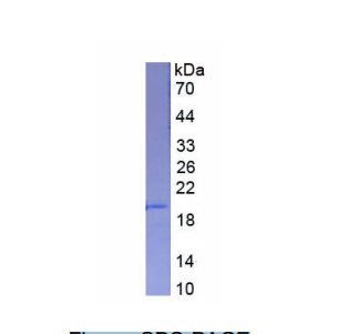唾液酸结合Ig样凝集素5(SIGLEC5)重组蛋白,Recombinant Sialic Acid Binding Ig Like Lectin 5 (SIGLEC5)