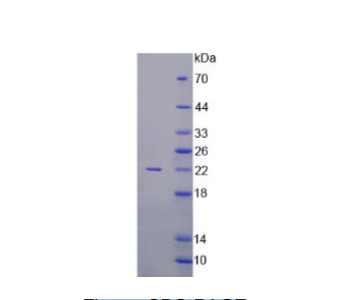 激活素A(ACVA)重组蛋白,Recombinant Activin A (ACVA)