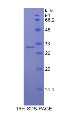 低密度脂蛋白受体相关蛋白关联蛋白1(LRPAP1)重组蛋白,Recombinant Low Density Lipoprotein Receptor Related Protein Associated Protein 1 (LRPAP1)