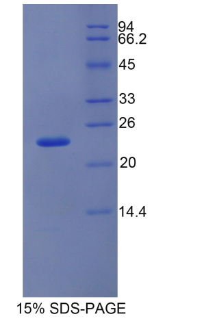 干扰素α5(IFNa5)重组蛋白,Recombinant Interferon Alpha 5 (IFNa5)